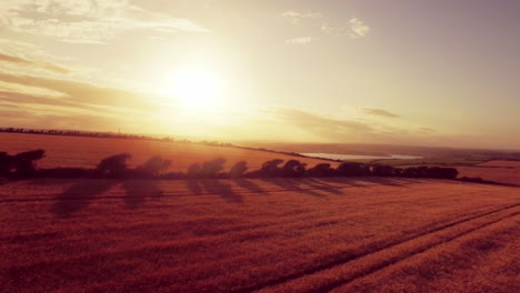 drone footage of golden fields