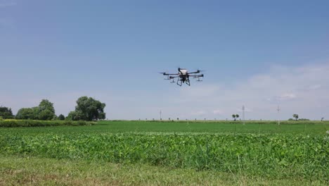 un enorme dron agrícola dji agras t30 vuela lentamente por encima del campo de cultivo verde