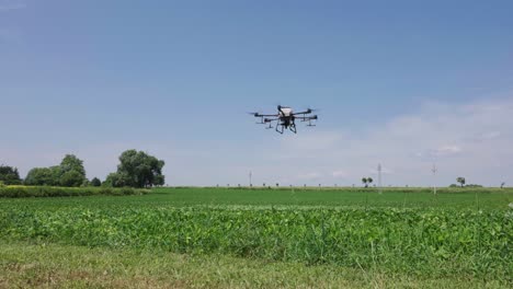 huge dji agras t30 agricultural drone slowly fly above green crop field