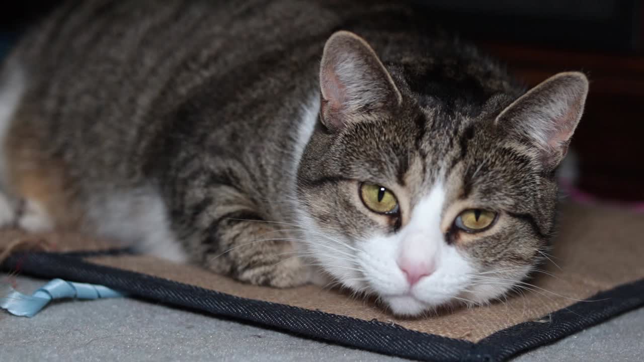 Gatto curioso che guarda un oggetto in movimento fuori campo