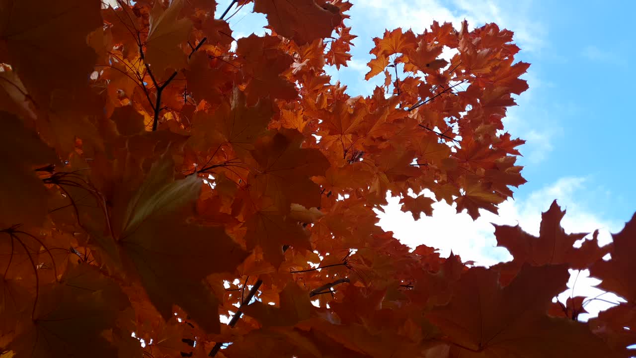 Red and orange maple leaves over blue cloudy sky in Fall season