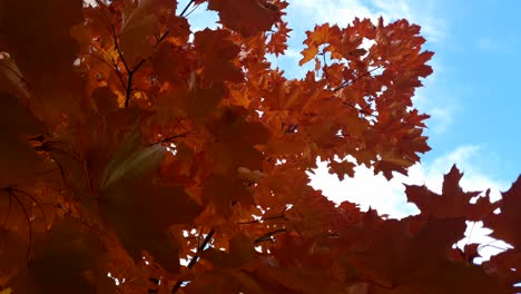 Red-and-orange-maple-leaves-over-blue-cloudy-sky-in-Fall-season