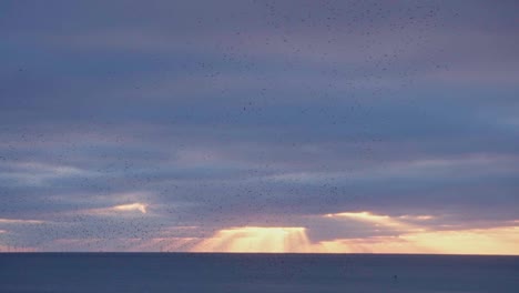 swallows murmurate and fly across a beautiful sunset at sea