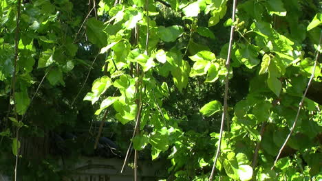 mulberry tree branches sway in the breeze