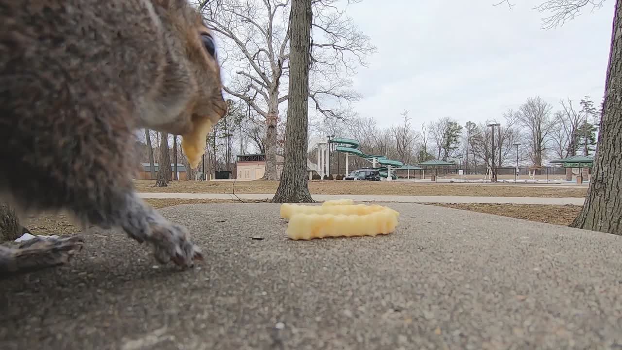 Ein Grauhörnchen in einem Stadtpark isst eine Pommes fertig, nimmt dann eine weitere auf und beginnt sie zu fressen, nachdem es in Zeitlupe auf eine Parkbank gesprungen ist.