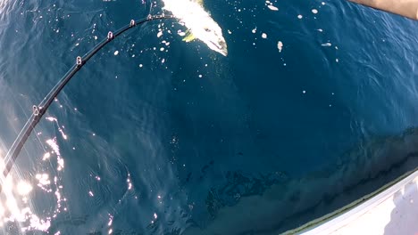 yellowtail caught by reel swims to surface and is gaffed and brought aboard boat on sunny day