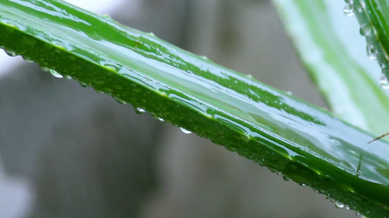 High-quality close-up shot of wet aloe vera leaf covered in raindrops, emphasizing its fresh green texture and natural healing benefits