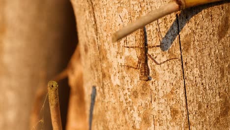 praying mantis climbing tree bark in botanic gardens