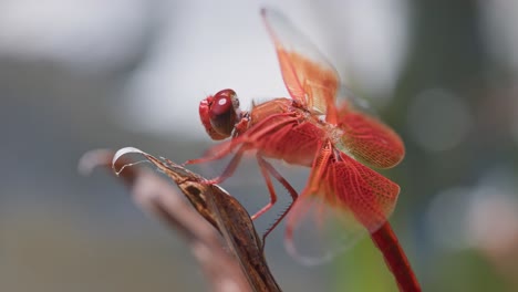 profilo di libellula rossa colorata in primo piano che decolla al rallentatore