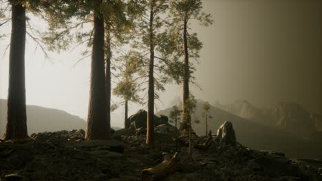 trees-in-fog-in-mountains