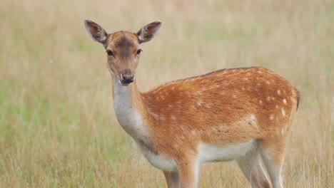 A-yound-deer-grazing-on-the-grass-field-somewhere-in-Germany