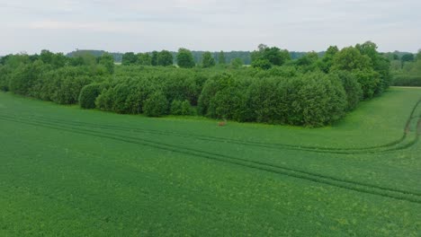 Aerial-establishing-shot-of-male-Red-deer-running-across-the-fresh-green-agricultural-field,-sunny-summer-morning,-wide-birdseye-drone-tracking-shot-moving-forward,-camera-tilt-down