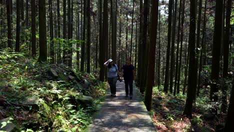 couple walking along a quiet forest path surrounded by tall trees in zhangjiajie, china