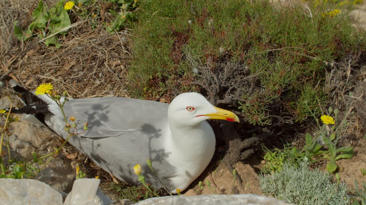 4k close up of brooding Seagull bird sit on nest with eggs, looking at camera