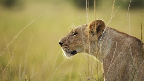 slow motion of close up lion portrait of lioness in africa in long grass savanna in masai mara, kenya on maasai mara african wildlife safari, looking around in tall grasses, african animals