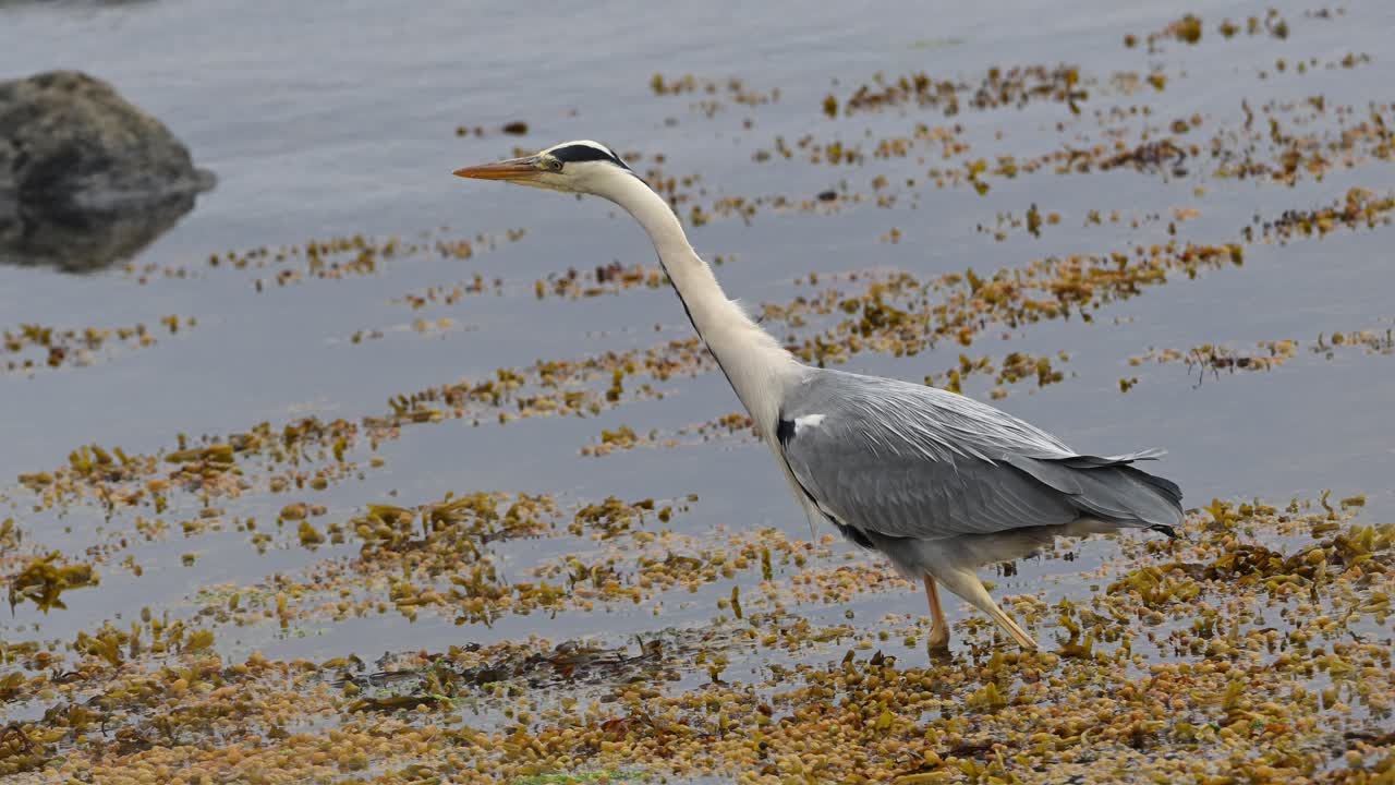 Grey heron Ardea cinerea walks slowly with focused posture while hunting in shallow sea. Elegant movement and long legs visible among coastal seaweed