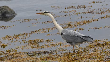 grey heron ardea cinerea walks slowly with focused posture while hunting in shallow sea. elegant movement and long legs visible among coastal seaweed