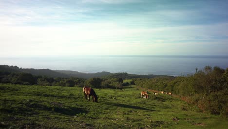 Grazing-wild-horses-eating-grass-on-Camino-del-Norte-ocean-coast-view