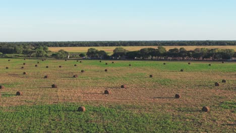 aerial side view of a field filled with round bales of hay in santiago del estero, argentina