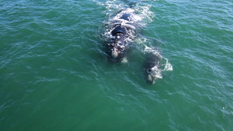 Ballena-Franca-Austral-Con-Su-Cría-Recién-Nacida