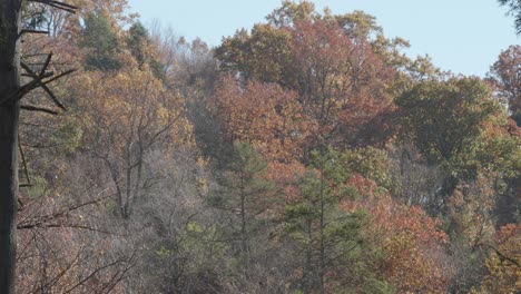 trees along the wissahickon creek in autumn