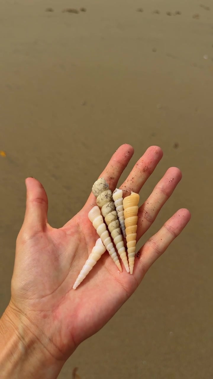 Four Spiral Seashells Held in Hand on Beach. Hand holding four elongated spiral turritella-type seashells in white, cream and yellow tones, wet sandy beach background, Costa Rica