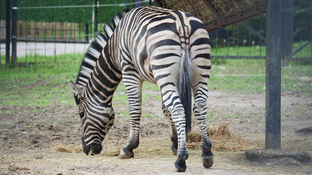 Una zebra abbassa la testa per brucare a terra, nutrendosi tranquillamente in un ambiente zoologico.