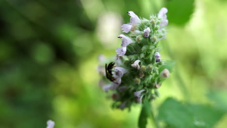 a green sweat bee, augochlora pura, forages on catnip blossoms