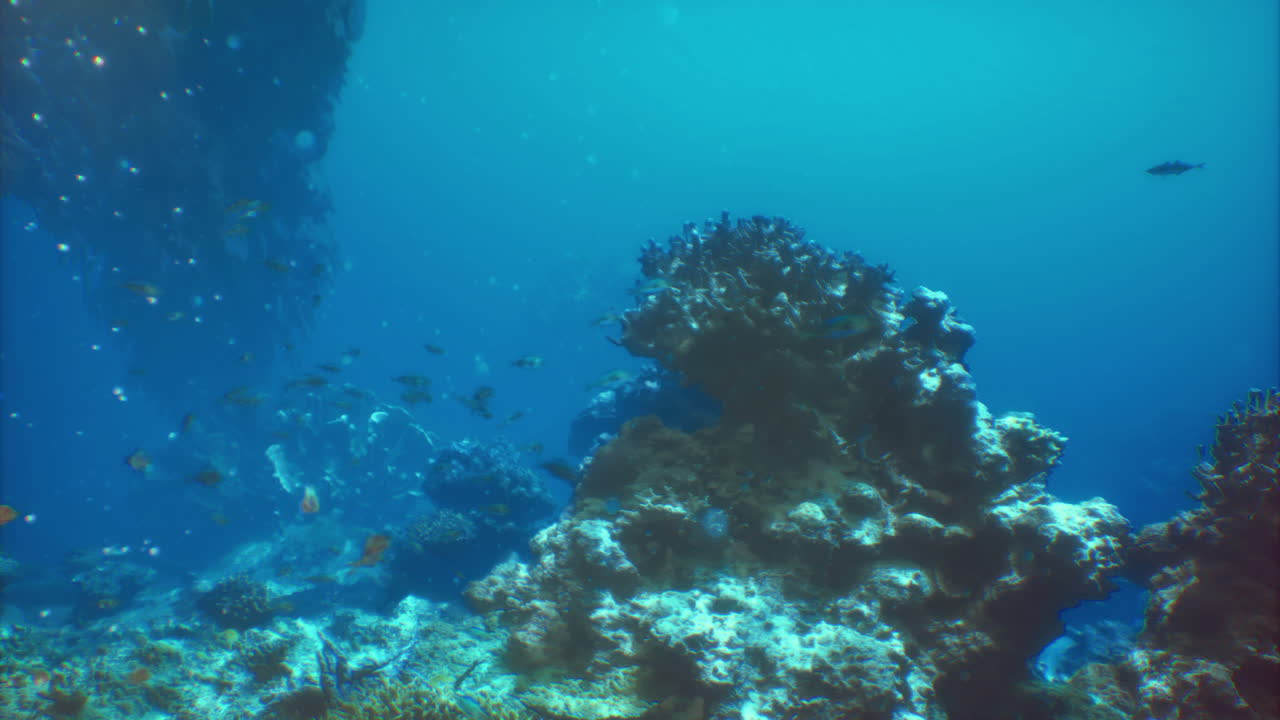 Coral reef ecosystem with diverse marine life in clear blue waters