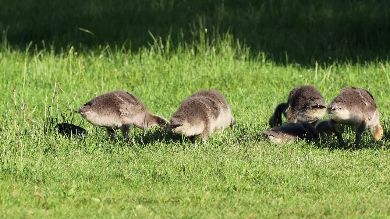 캐나다 야생 거위 새끼 들 이 영국 에서 풀 을  ⁇ 고 먹고 있다