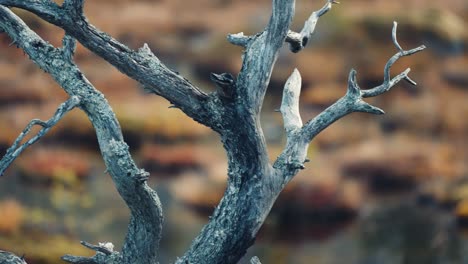 A-close-up-of-the-dead-tree