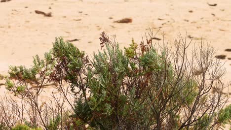 bushes gently swaying in the wind on a sandy beach at barwon heads, australia, under bright daylight
