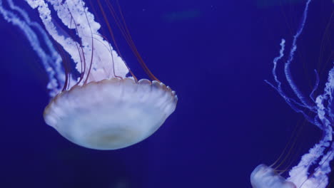 Zwei-Wunderschöne-Quallen-Schwimmen-Im-Blauen-Wasser.-4K-Video