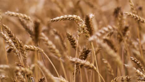 Getreidekörner-Weizen-Ist-Bereit-Für-Die-Ernte