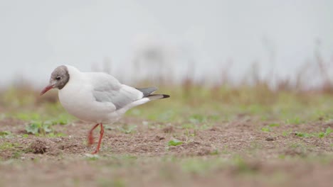 black-headed gull waddles along, attacked by another gull