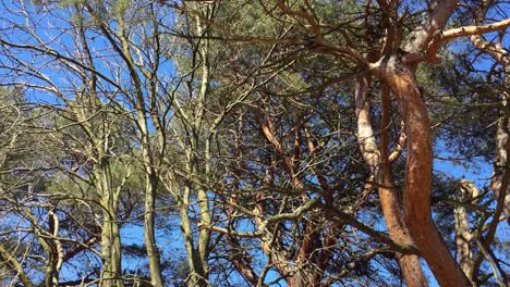 honeylocust and oak trees in high park, spring, static