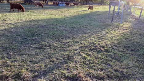 Ganado-De-Las-Tierras-Altas-Pastando-Durante-El-Amanecer-En-Una-Granja-En-Alemania