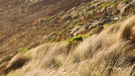 grass swaying in the wind on a hillside