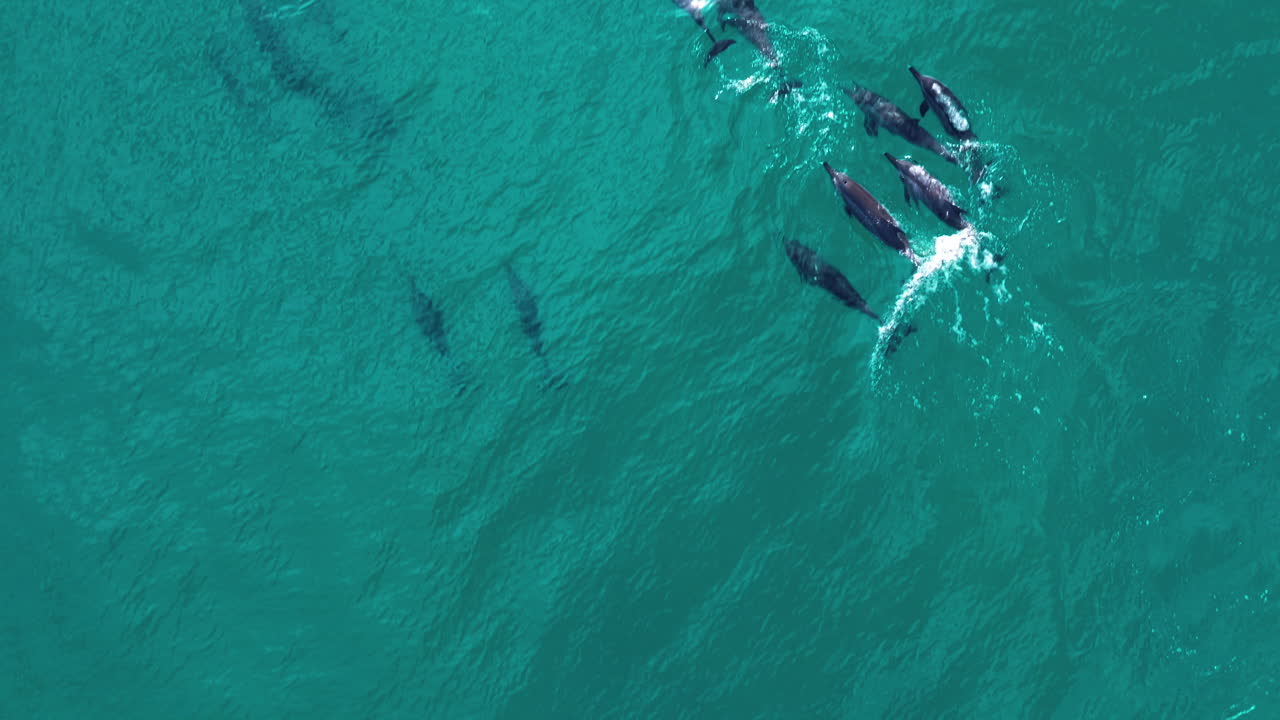 Aerial view of a pod of dolphins swimming in the ocean
