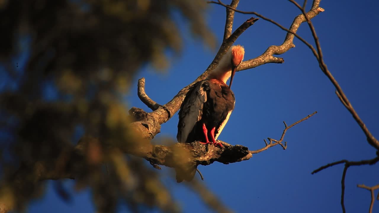 ibis de cuello largo, estirándose de pie a la luz del sol, composición cinematográfica soleada, bokeh en primer plano, ibis encaramado en árboles, ramas, ramitas, fondo cielo azul