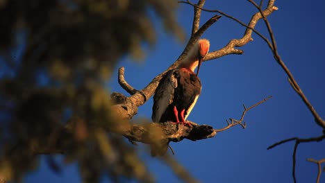 buff-necked-ibis,-stretching-standing-in-sunlight,-sunny-cinematic-composition,-bokeh-foreground,-ibis-perching-in-tree,-branch,-twig,-blue-sky-background