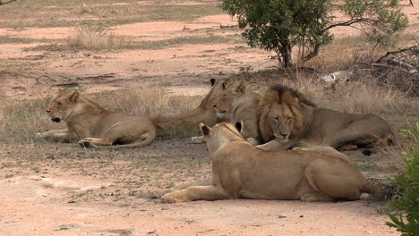 A-male-lion-approaches-and-joins-his-pride-with-an-affectionate-nuzzle