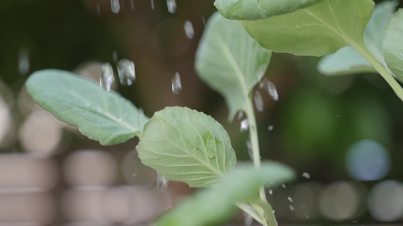 작은 양배추 식물에 물을 주는 클로즈업