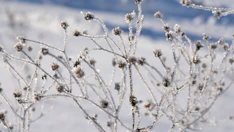 4k frosty flowers in the morning dew on a meadow, field, sunbeams, sunbeam through a magical mystery glade in the fog, smoke, dramatic spring, winter landscape