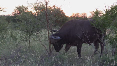 An-itchy-African-Cape-Buffalo-rubbing-its-face-and-head-against-a-small-Acacia-tree-for-relief