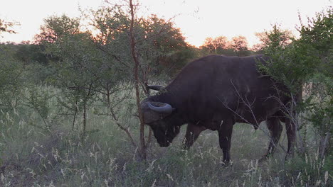 un búfalo africano que pica y se frota la cara y la cabeza contra una pequeña acacia para aliviarse