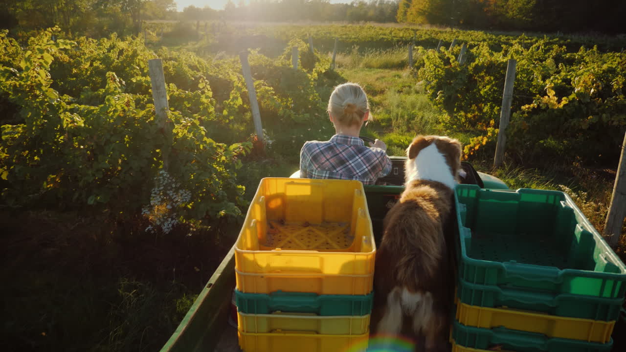 Un agricoltore su un mini trattore attraversa il campo con il suo fedele cane al seguito. Concetto di vita rurale.