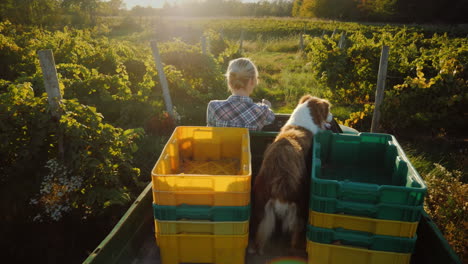 a farmer on a mini tractor rides through the field in the back of his faithful dog rural life concep