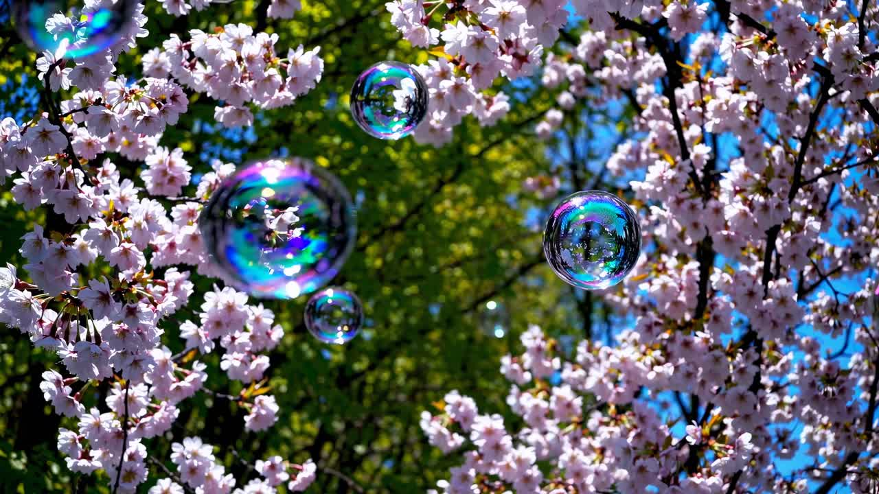Video captures a low-angle view of cherry blossoms with iridescent bubbles floating