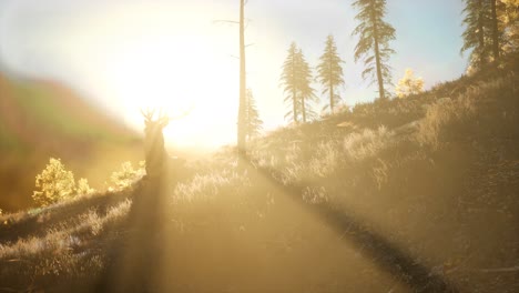 macho de ciervo en el bosque al atardecer